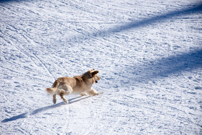 Dog running on snow covered landscape