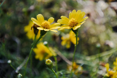 Close-up of yellow flowering plant