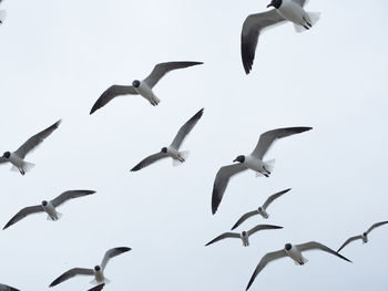 Low angle view of seagulls flying