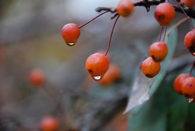 Close-up of berries growing on tree