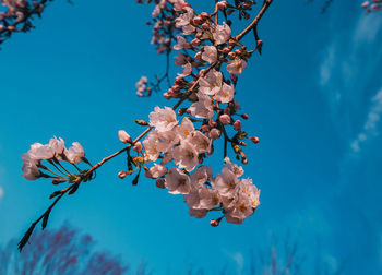 Low angle view of cherry blossoms against blue sky