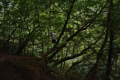 Trees growing in forest