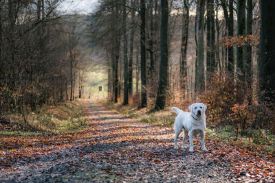 Portrait of dog walking in forest