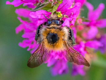 Close-up of bee pollinating on purple flower