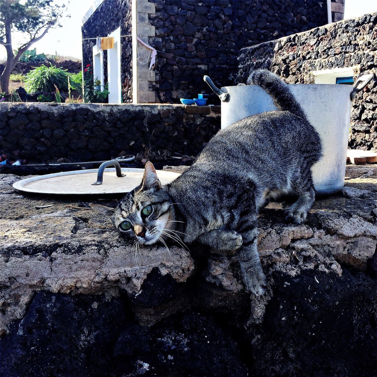 CAT IN RETAINING WALL