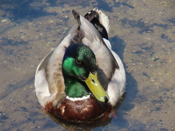 High angle view of a duck in lake