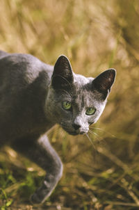 Close-up portrait of cat on field