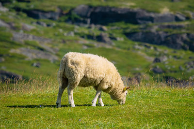 Sheep grazing on field