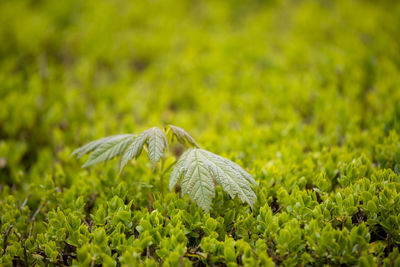 Close-up of a turtle on field