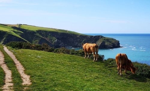 Horse in the sea