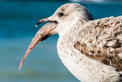 Close-up of seagull