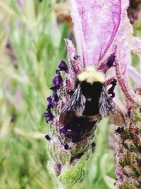 Close-up of honey bee pollinating on purple flower