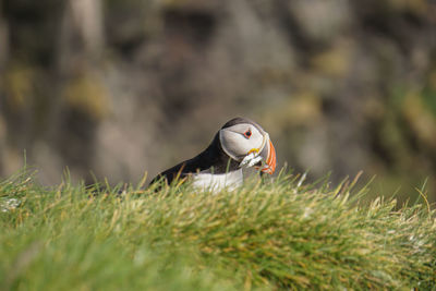 Close-up of bird on rock