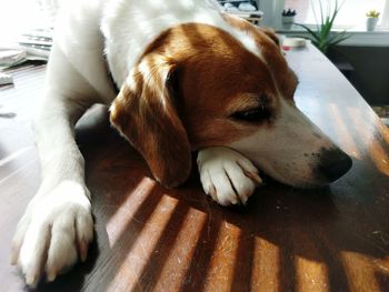 Close-up of dog sleeping at home