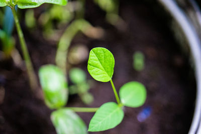 Leaf Plant Part