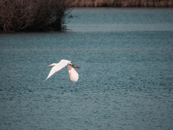 Seagull flying over sea
