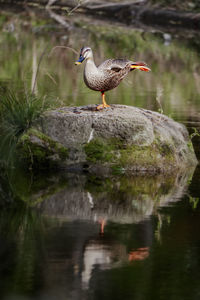 Spot-billed duck dancing on the rock