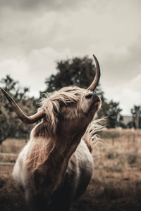 Close-up of a horse on field