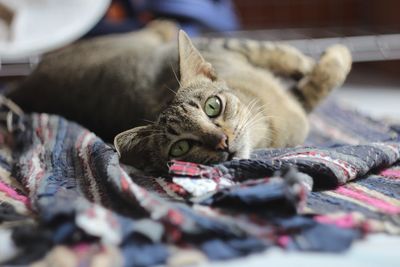 Portrait of a cat resting