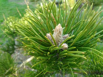 Close-up of green leaves