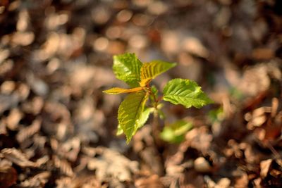 Close-up of plant