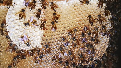 Close-up of bees on glass