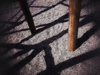 Low section of shadow on bare tree