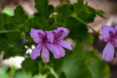 Close-up of purple flowering plant