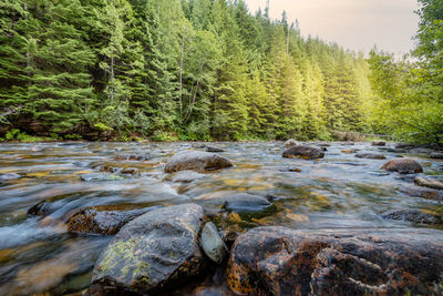 Stream flowing through rocks in forest