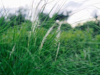 Close-up of wheat growing on field