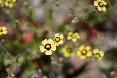 Close-up of yellow flowering plant