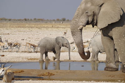 View of elephant drinking water