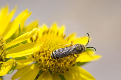 Close-up of insect on yellow flower