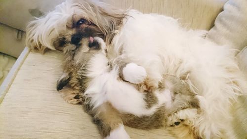 Portrait of dog lying down on floor