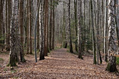 Trees growing in forest