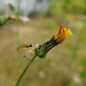 Close-up of insect on flower