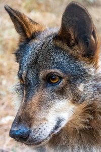 Close-up portrait of a dog