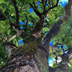 Low angle view of tree trunk in forest