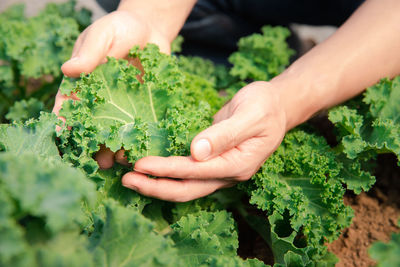 Cropped hand of woman holding plant