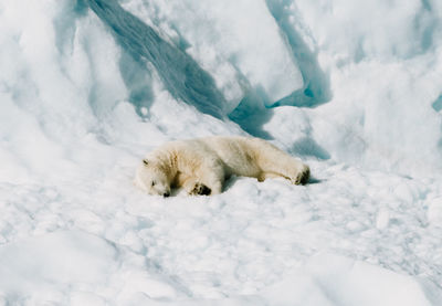 High angle view of dog on snow covered field