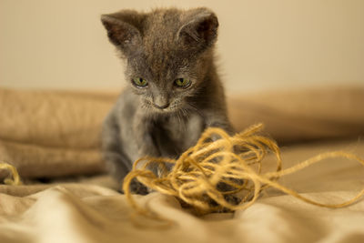 Portrait of kitten