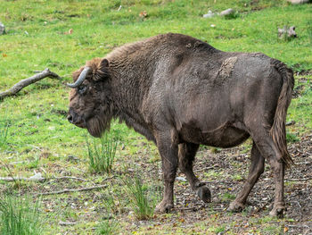 Side view of horse standing on field