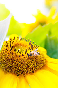 Close-up of bee on sunflower