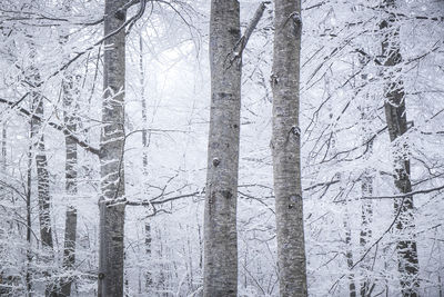 Full frame shot of tree trunk