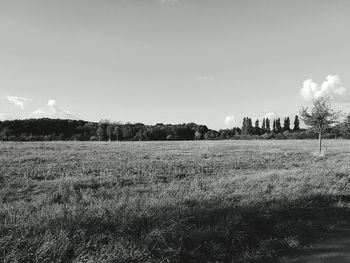 Scenic view of field against sky
