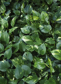 Full frame shot of green leaves