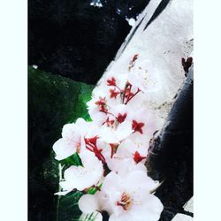 Close-up of white flowers blooming outdoors