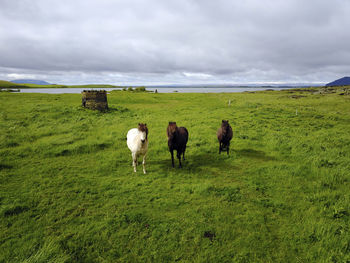 Horses grazing on field against sky