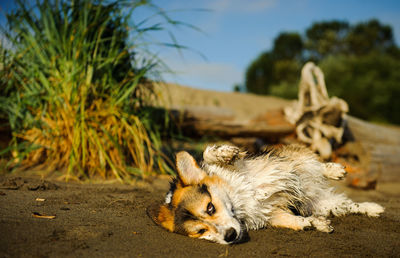Dog resting at beach
