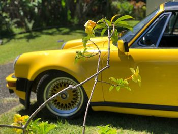 Close-up of yellow car plant